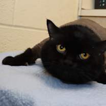 Thumbnail photo of Jet #1