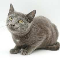 Thumbnail photo of Jessie #1