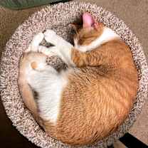 Thumbnail photo of Ojay #3