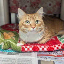 Thumbnail photo of Meliodas #3