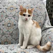 Thumbnail photo of Cheerio #4