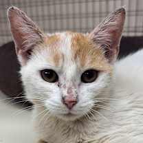 Thumbnail photo of Jamey Johnson #2