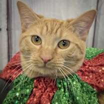 Thumbnail photo of Lucille #1