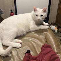 Thumbnail photo of Marshmallow #2