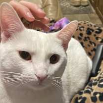 Thumbnail photo of Marshmallow #3