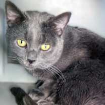 Thumbnail photo of Leo #2