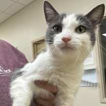 Thumbnail photo of Beso #1