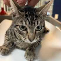 Thumbnail photo of Starscream #1