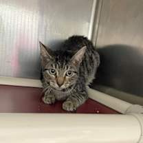 Thumbnail photo of Starscream #3