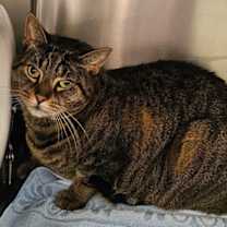 Thumbnail photo of Bluebell #1