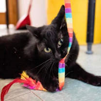 Thumbnail photo of Inky #1