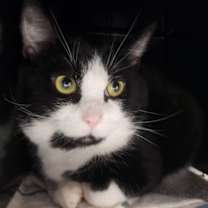 Thumbnail photo of Ford 20 #2