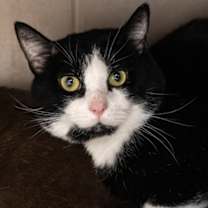 Thumbnail photo of Ford 20 #3