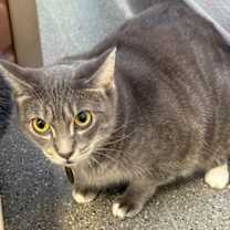 Thumbnail photo of Tidden #3