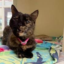 Thumbnail photo of Dojo* #2