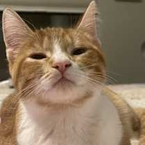 Thumbnail photo of Buttercup #3