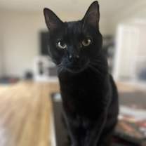 Thumbnail photo of Bear #1