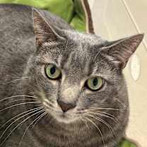 Thumbnail photo of Timone #2