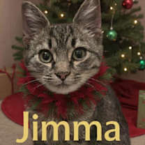 Thumbnail photo of Jimma #1