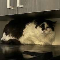 Thumbnail photo of Mojito #3