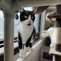 Thumbnail photo of Puddin #4