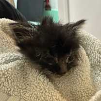 Thumbnail photo of Misty #2