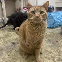 Thumbnail photo of Heathcliff #3