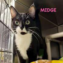 Thumbnail photo of Midge #1