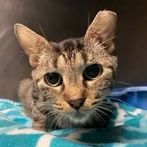 Thumbnail photo of Birdy #2