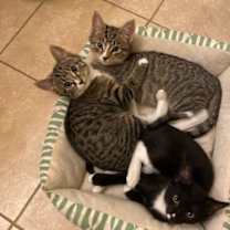 Thumbnail photo of Archi #1