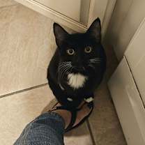 Thumbnail photo of Mewstacia #1