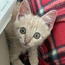 Thumbnail photo of Bruno #1