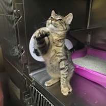 Thumbnail photo of Cyndi Lauper #1