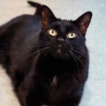 Thumbnail photo of Inky #2