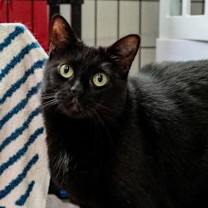 Thumbnail photo of Inky #3