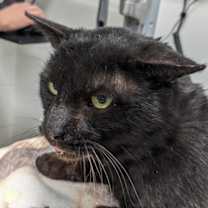 Thumbnail photo of Albert #2