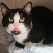 Thumbnail photo of Ford 20 #1