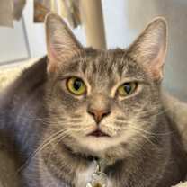 Thumbnail photo of Tidden #1