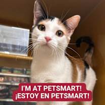 Thumbnail photo of Ginger #1