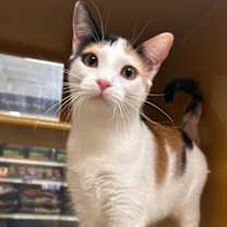 Thumbnail photo of Ginger #2