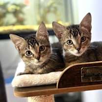 Thumbnail photo of Shiitake (Available for pre-adoption) #3