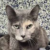 Thumbnail photo of Phantom #1