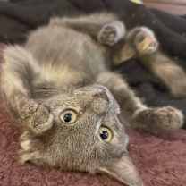 Thumbnail photo of Missie (adopt with Moto Moto) #1