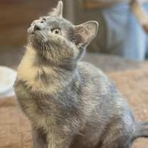 Thumbnail photo of Missie (adopt with Moto Moto) #2