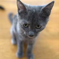 Thumbnail photo of Missie (adopt with Moto Moto) #3