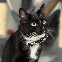 Thumbnail photo of Jackson aka Jaxon #1