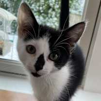 Thumbnail photo of Suzu #4