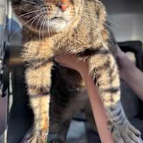 Thumbnail photo of Bartleby #2