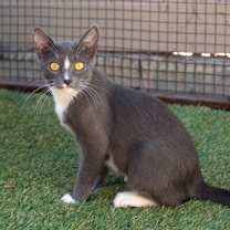 Thumbnail photo of Rosa #1