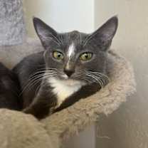 Thumbnail photo of Rosa #2